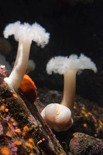 Vida submarina: actinia en el mar azul profundo —  Fotos de Stock