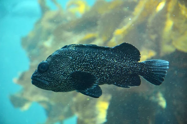 Big grouper underwater. Closeup view — Stock Photo, Image