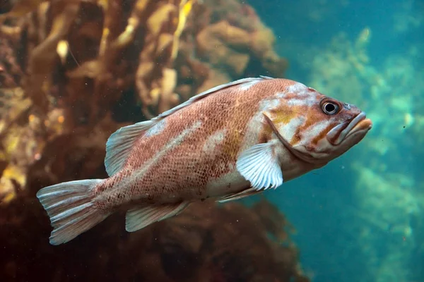 Big grouper underwater. Closeup view — Stock Photo, Image