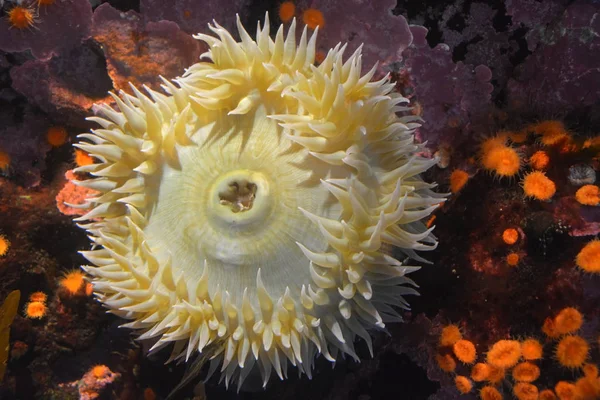 Underwater life- actinia at the deep blue sea — Stock Photo, Image