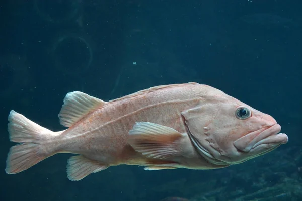 Big grouper underwater. Closeup view — Stock Photo, Image