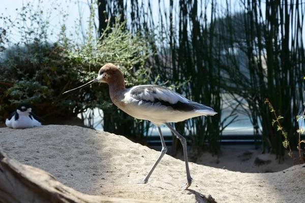 Küçük kuş-Ibis kuş — Stok fotoğraf