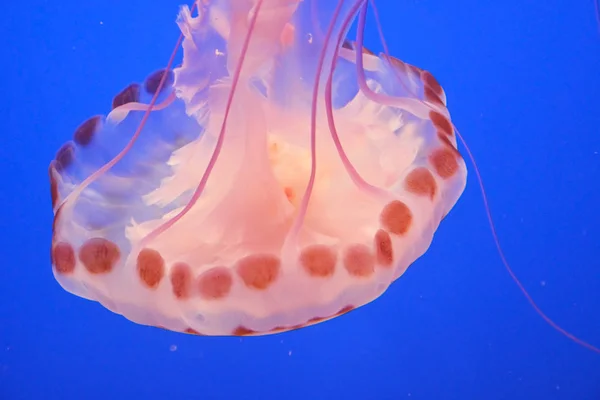 Meduse macchiate. Scena subacquea — Foto Stock