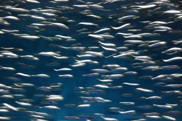 Movimiento abstracto borrosa escuela de fondo de anchoa —  Fotos de Stock