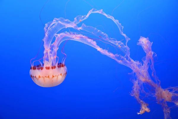 Pettyes medúzákat. Víz alatti táj — Stock Fotó