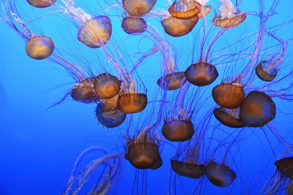 Pettyes medúzákat. Víz alatti táj — Stock Fotó