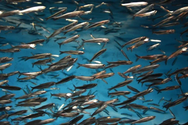 Soyut hareket okul hamsi arka plan bulanık