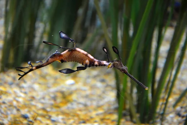 Roliga-Sjöhäst under vattnet. Dragon sea-häst — Stockfoto