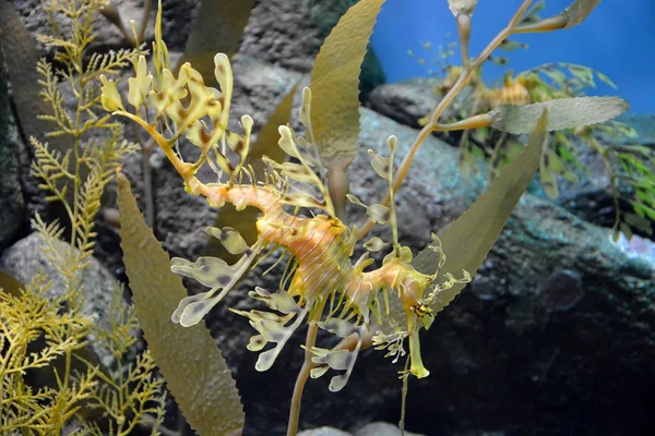 Roliga-Sjöhäst under vattnet. Dragon sea-häst — Stockfoto