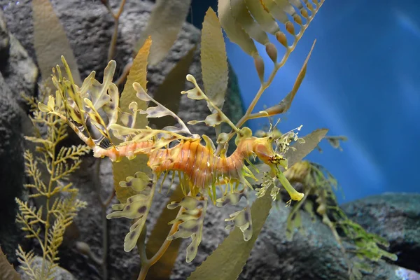 Divertido caballito de mar bajo el agua. Caballo de mar del dragón —  Fotos de Stock