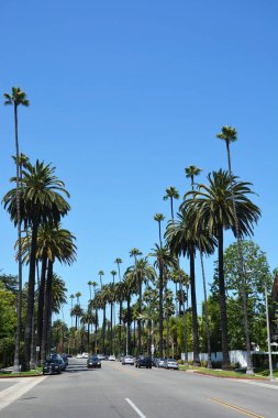 Palmiye ağacı Beverly Hills'te, 21 Ağustos 2013 CA'da kaplı. Beverly Hills lüks kültürü ve ünlü sakinleri için dünyaca ünlü