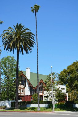 Palmiye ağacı Beverly Hills'te, 21 Ağustos 2013 CA'da kaplı. Beverly Hills lüks kültürü ve ünlü sakinleri için dünyaca ünlü