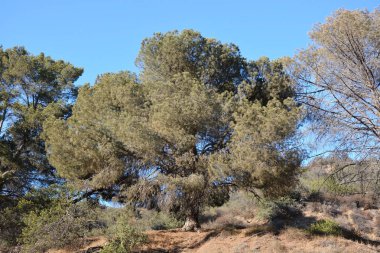 Yaz sezonu büyük sedir ağacı