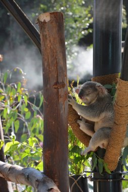 Hayvanat bahçesinde komik koala