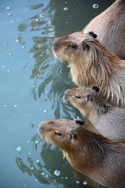 Kapibara family at the lake clipart