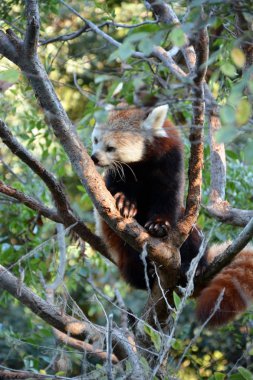 Ağaç, sevimli kırmızı panda