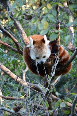 Ağaç, sevimli kırmızı panda