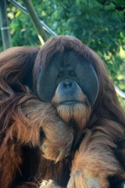 Büyük erkek orangutan maymun. Closeup görünümü