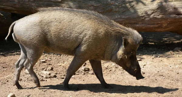 Wilde zwijnen op de zonnige dag — Stockfoto