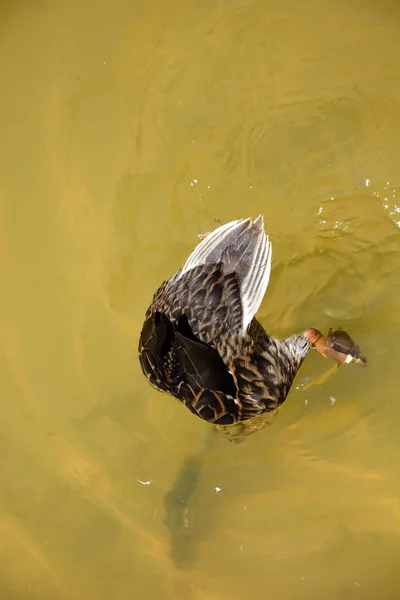 Pato de buceo en el lago —  Fotos de Stock