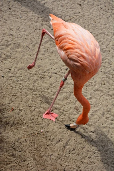 Nahaufnahme rosa Flamingo — Stockfoto
