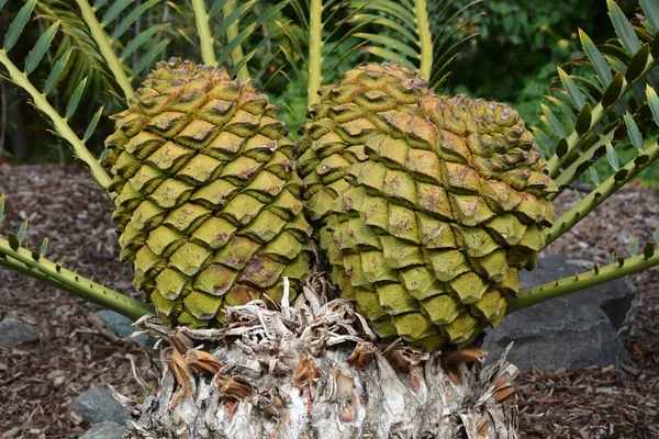 Weiblicher Zapfen, der auf dem Lebombo-Cycad aka encephalartos setaceous wächst — Stockfoto