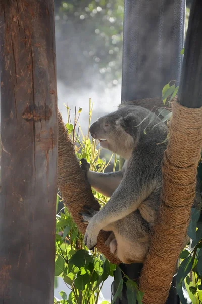 Αστεία koala στο ζωολογικό κήπο — Φωτογραφία Αρχείου