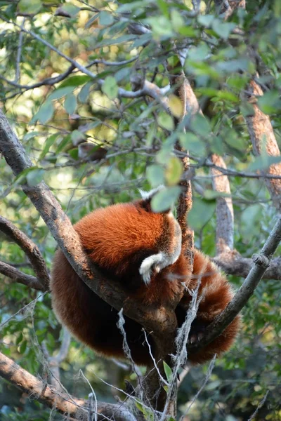 Słodkie panda czerwona na drzewo — Zdjęcie stockowe