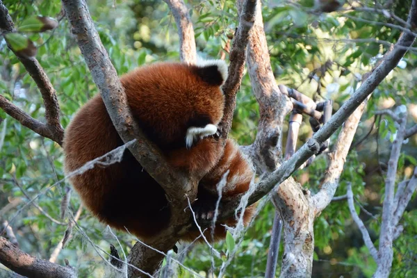 Słodkie panda czerwona na drzewo — Zdjęcie stockowe