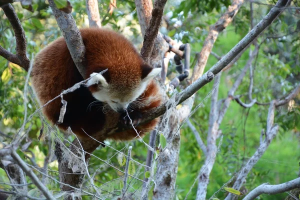 Cute red panda at the tree — Stock Photo, Image