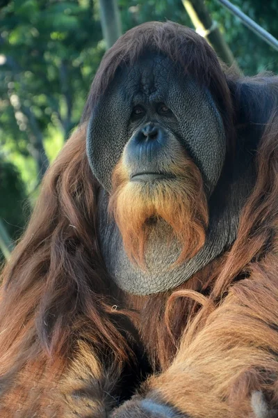 Małpa ogromny mężczyzna orangutan. Widok zbliżenie — Zdjęcie stockowe