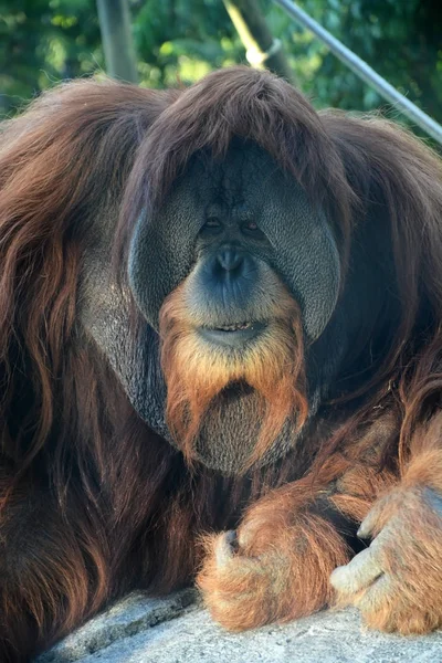 Stor manlig orangutang apa. Närbild Visa — Stockfoto