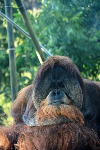 거 대 한 남성 오랑우탄 원숭이입니다. 근접 촬영 보기 — 스톡 사진