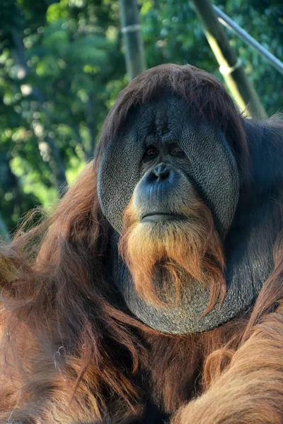 Macaco orangotango macho enorme. Vista de perto — Fotografia de Stock