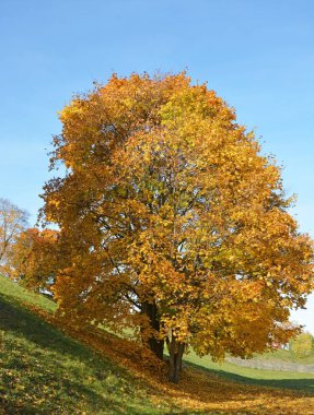Altın akçaağaç ağaç sonbahar sezonu