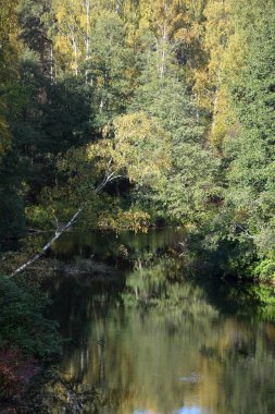 Orman nehir yansımaları ile