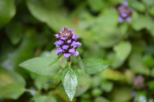 Beautiful spring purple flower — Stock Photo, Image
