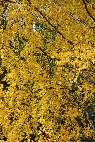 Podzim v parku: listy zlaté břízy na slunci — Stock fotografie
