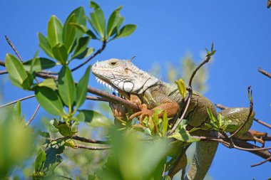 Güneşin yoğun mangrov ormanın içinde ısınma yetişkin Iguana erkek