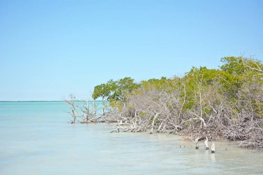Yaz sezonunda Mangrov ormanı