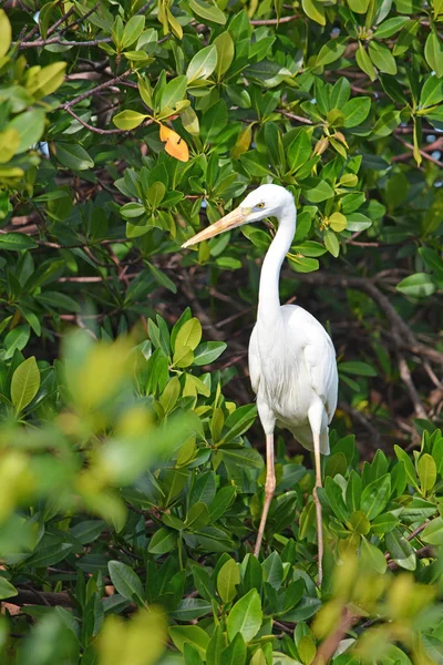 Airone Bianco nella foresta di mangrovie. Animali selvatici — Foto Stock