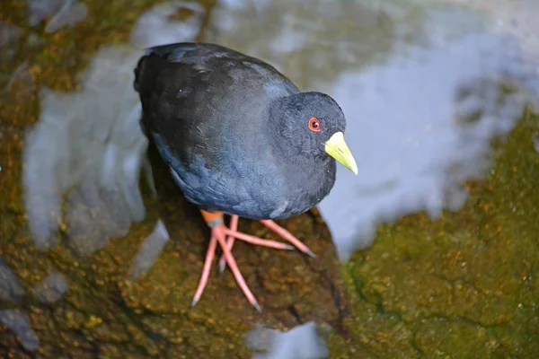 Funny black dove looking — Stock Photo, Image