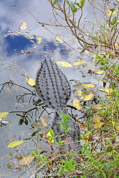 Alligator in het moeras — Stockfoto