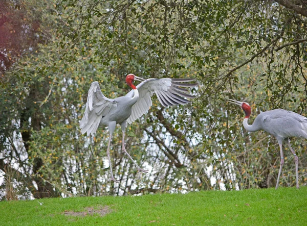 Dancing gray crane in the wild nature — Stock Photo, Image