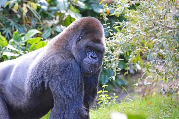Gran gorila en la selva tropical —  Fotos de Stock