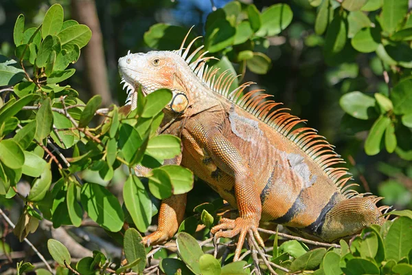 Adulte Iguana réchauffement masculin au soleil dans la forêt dense de mangroves — Photo