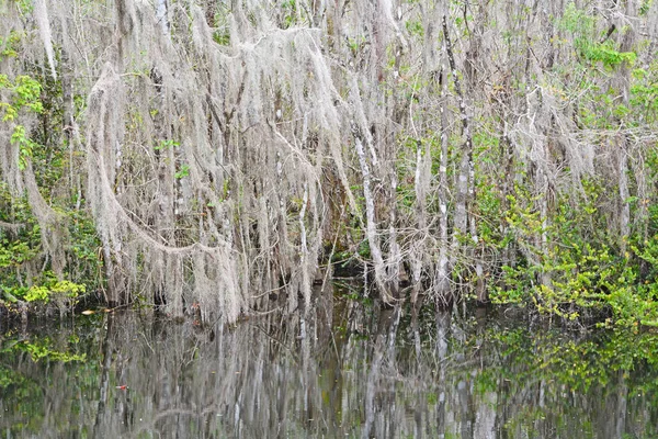 Foresta di mangrovie nella stagione estiva — Foto Stock