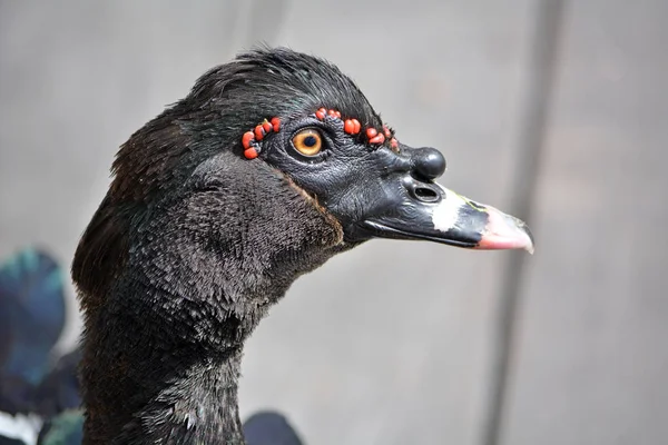 Vista de perto de uma cabeça de pato preta com pontos vermelhos — Fotografia de Stock