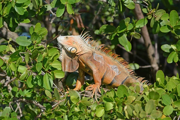 Adulte Iguana réchauffement masculin au soleil dans la forêt dense de mangroves — Photo