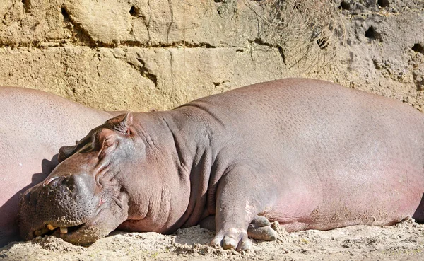Grande e engraçado hipopótamo adormecido — Fotografia de Stock